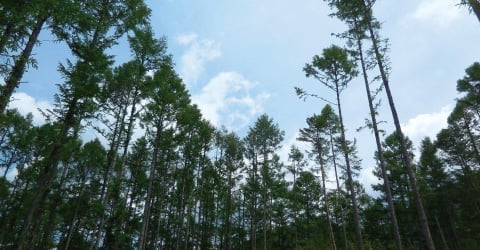 木曽の森の画像