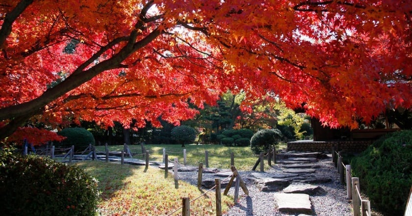 秋の花の画像