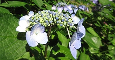 夏の花の画像