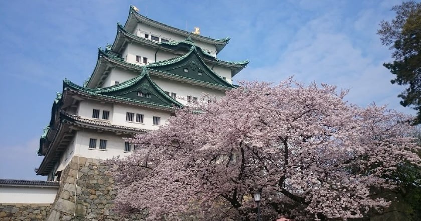 春の花の画像