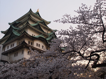 天守閣と桜2の画像