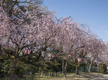 名古屋城の桜の画像