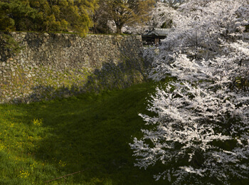名古屋城の桜（堀）の画像