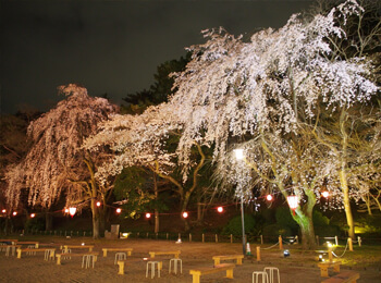 名古屋城の夜桜の画像