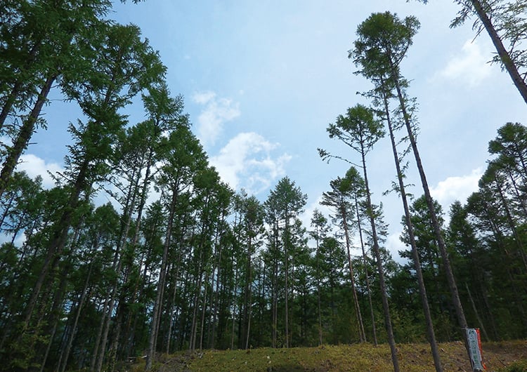 名古屋の城下町へ木材を送り出した木曽の森の画像