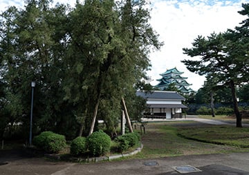 名古屋城のカヤの保護育成の画像