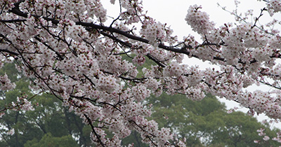 Picture of Cherry blossoms