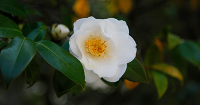 Picture of Camellia