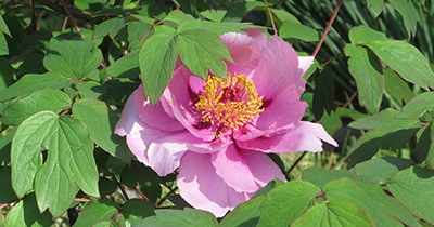 Picture of Peony
