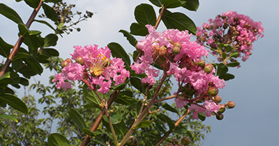 Picture of Crape myrtle