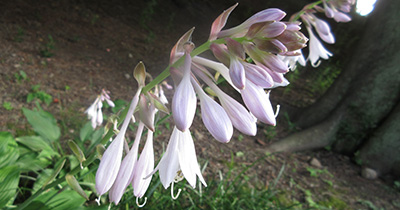 Picture of Plantain lily