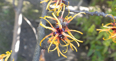 Picture of Japanese witch hazel