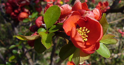 Picture of Japanese quince