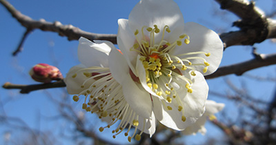 Picture of Japanese plum
