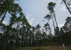 名古屋城学びの場「名古屋城と木のはなし 〜城下町の礎となった森と山守〜」の画像