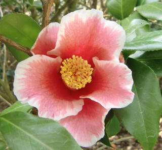 第５２回名古屋城つばき展を開催しますの画像