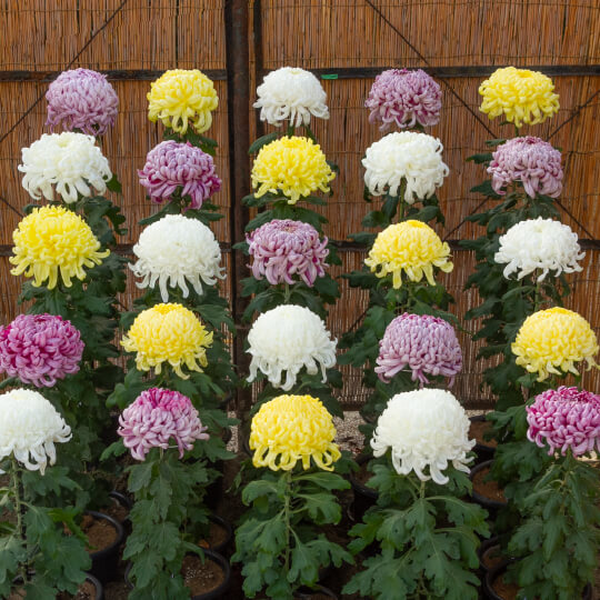 菊花大会の写真