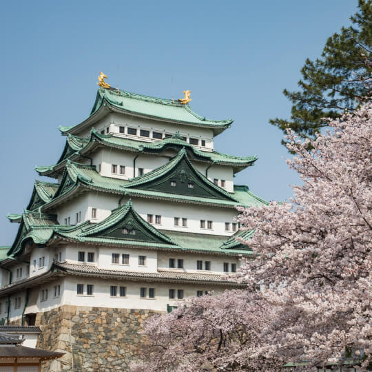 名古屋城と桜の写真
