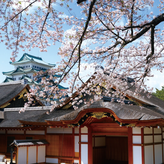 本丸御殿と桜の写真