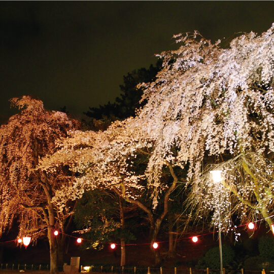 夜桜の写真