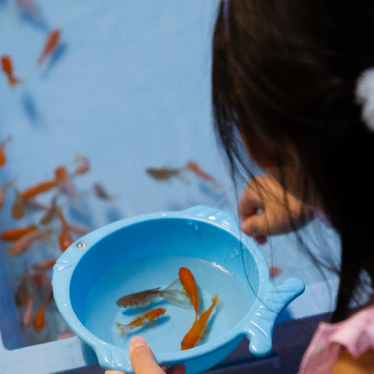 金魚すくいの写真