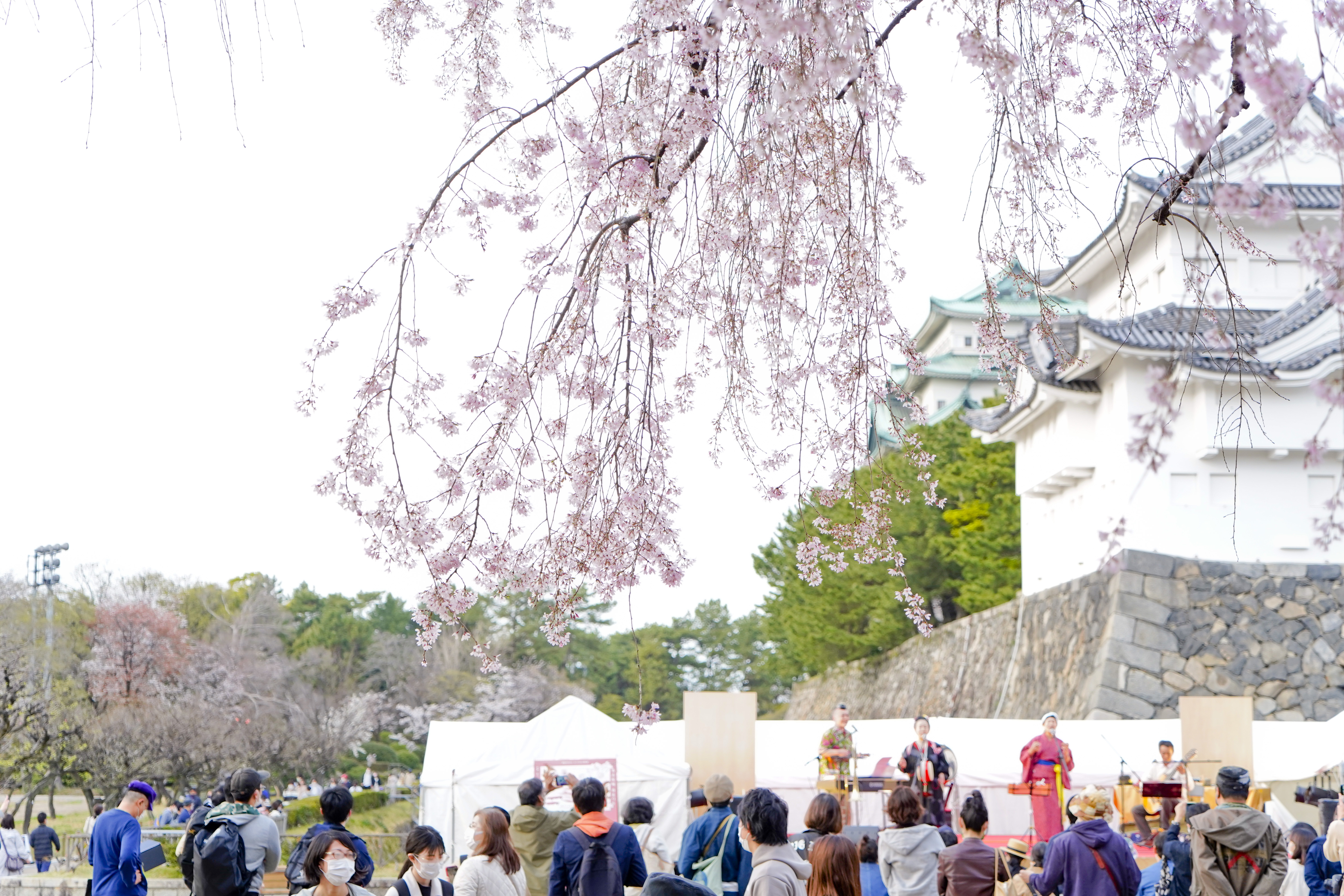  言わずと知れた桜の名所 名古屋城 でも素敵な樹木は桜だけじゃないのよ!