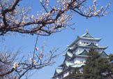 平成31年 桜の開花状況の画像