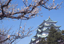 令和5年 桜の開花状況の画像