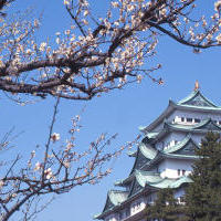 平成31年 桜の開花状況の画像
